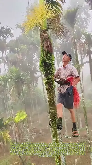 木登り職人が寄生植物を排除：ヤシの木を蘇らせる、静かな手入れ術