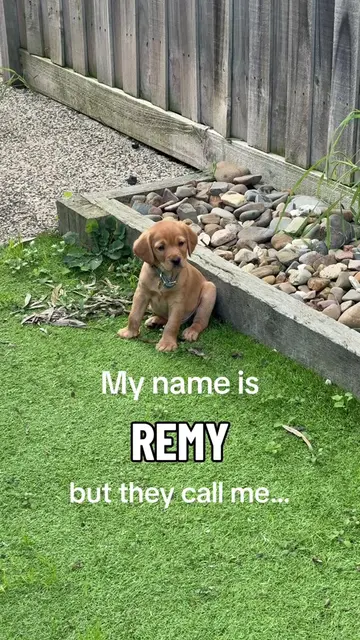 What nickname would you give Remy? 🤔 #PetsOfTikTok #thatsnotmyname #dognames #c