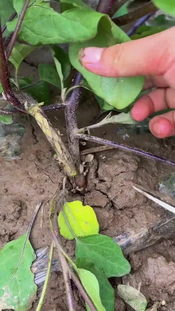 Pruning and Propagating: Mastering Plant Stem Cuttings
