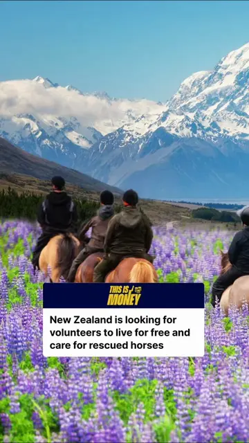 New Zealand horse sanctuary offers volunteers free accommodation in exchange for