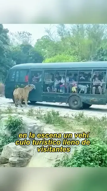 These three tigers were so hungry that they lost all dignity.#animals #Foryou #F