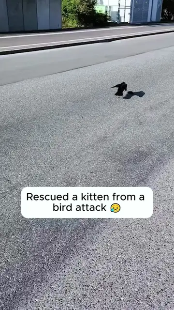 Rescued a kitten from a bird attack #rescue #rescueanimals #cat #catsoftiktok #k