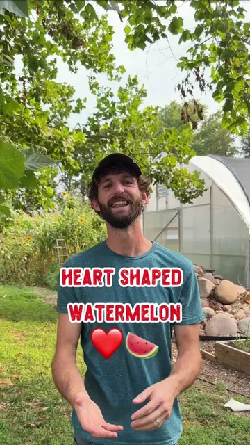 Growing a heart shaped watermelon ❤️🍉  Every year I feel like I’m learning from