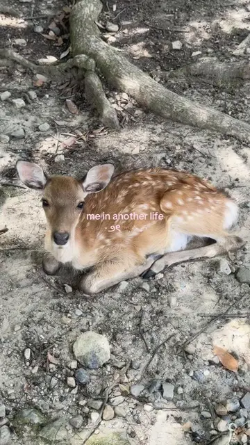 the sunlight through the trees ugh omg #deer #fawn #spiritanimal #girlblogger #c