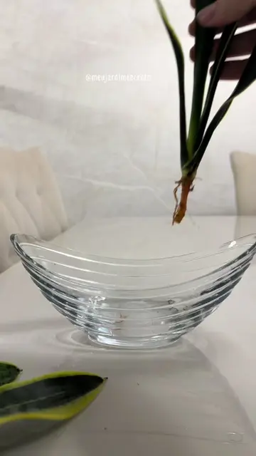 💧🌿 Plantas na água também precisam de cuidados! A qualidade da água é fundamen