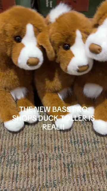 New bass pro shops duck toller!! I was super skeptical about these guys so I wen