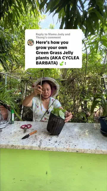 Replying to @Mama Judy and Thong Since everyone has been asking… here's how mom 