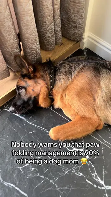 The things we do for our dogs 😂🐾 #germanshepherd #немецкаяовчарка #Love #dogpa