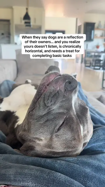 I guess I’m the problem #dogtok #funnydogsvideo #funnydoggo #pitbulls #househipp