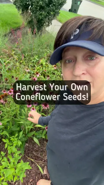 It is so easy to harvest your own coneflower seeds. It’s also really easy to gro