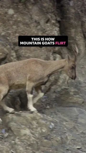 How could you resist? 😛 Markhors, the largest wild goat species in the world, h