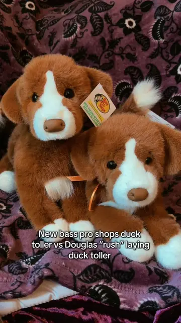 Bass pro shops duck toller vs the regular laying one! It’s cool to see how diffe
