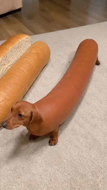 Born to be a hot dog 🌭 #ImpossibleAnimals #HotDog #Dachshund
