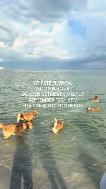 it’s that time again!!! let’s get the goldens of st. pete/ tampa back together!☀