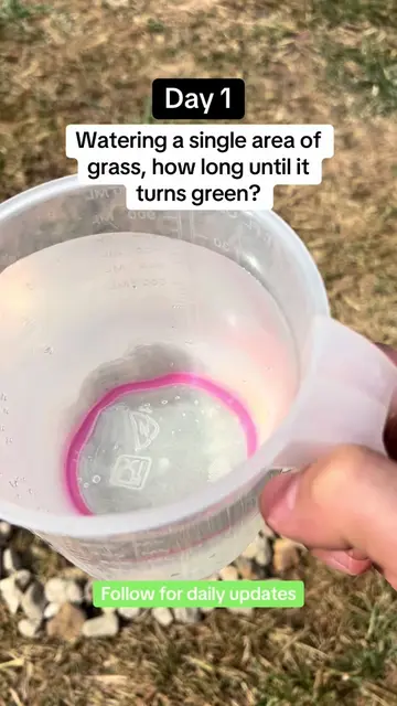 The heatwave continues ☀️Watering a single area of grass daily until it turns gr
