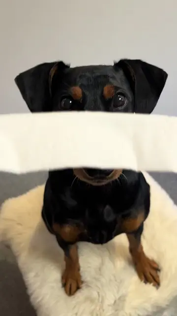 Kung-Fu fighting😤🥋Does she deserve a black belt?🥺#dog #dogsoftiktok #funnydog