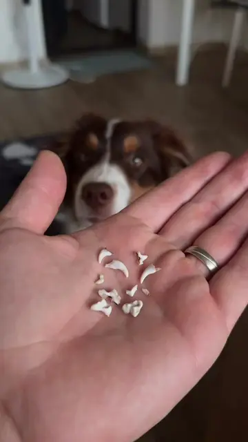 The puppy teething phase is essentially living with a tiny, fluffy land shark wh