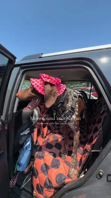We love these hats!! #germanshorthairpointer #fyp #funnymoments #summervibes #do