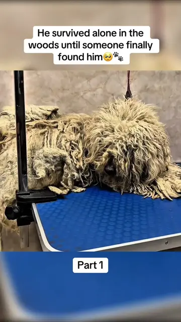 He survived alone in the woods for an entire month but when rescuers finally fou