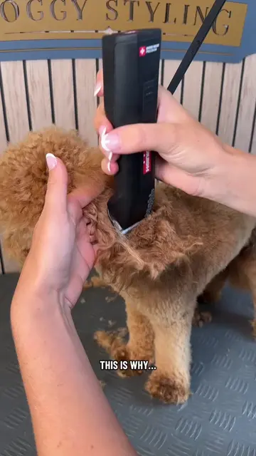 Doggy Daily Episode 625: Charlie the Miniature Poodle 🐾  • • • • • #miniaturepo
