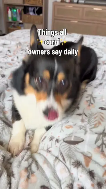 Living with a corgi is basically just a never-ending conversation they did NOT a
