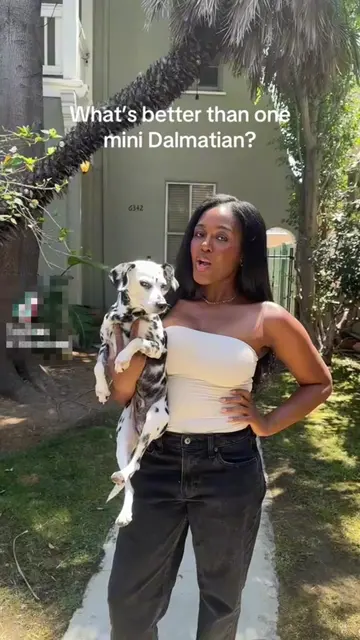 literally zero #dalmatian 