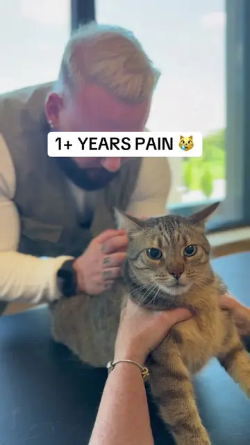 do u trust a chiropractor with ur cat? 😨 via @Hey Bones 