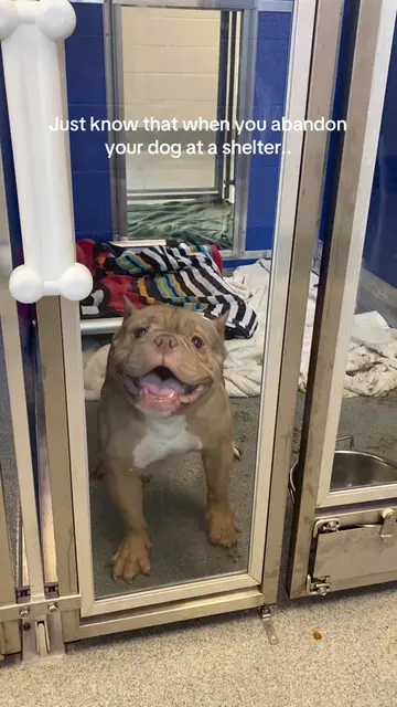 Roughly 1.7 million pets are surrendered to shelters by their owners each year i