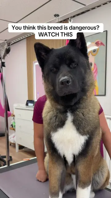 Meiying is the sweetest girl ever🥺 #dogsoftiktok #doggrooming #petlover #dogs #