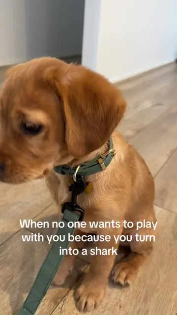 Land shark mode activated 🦈  #cutepuppy #dogtok #puppyteeth #puppybiting #puppy