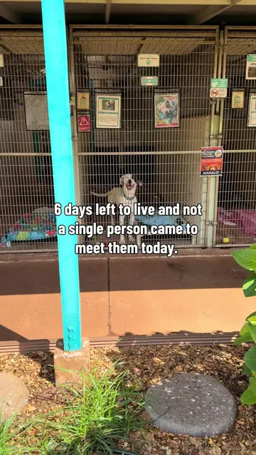 Please come meet them or fill out the adoption interest form linked in my bio. B