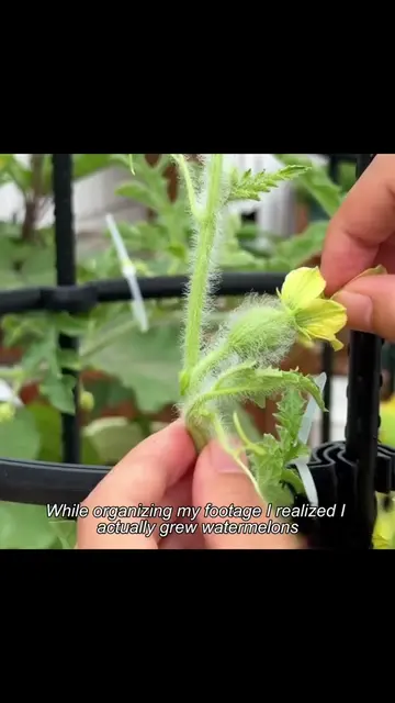 #PlantTok #plants #garden #fyp #gardentok 