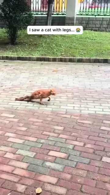 I saw a cat with legs… and then #rescue #rescueanimals #cat #catsoftiktok #fyp 