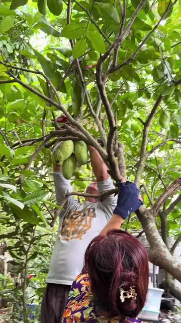 Mahachanok mangoes aren't just delicious when they're ripe... Mom actually loves