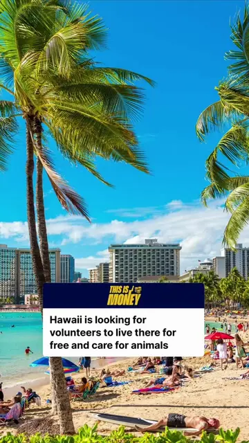 Hawaii is looking for volunteers to live there for free and care for rescued ani