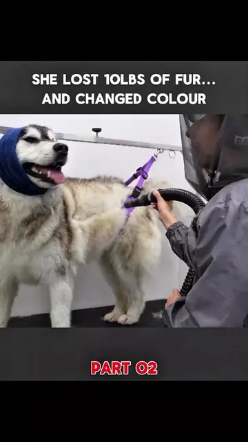 Part 02 | She lost 10lbs of fur... and changed colour. #petgrooming #fyp #groomi