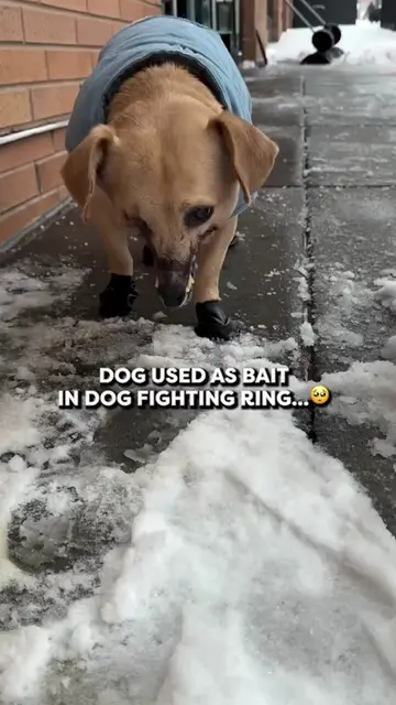 1She was rescued after being used as bait, with most of her face tragically miss