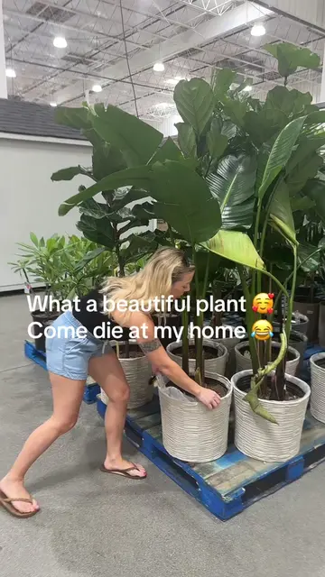 I kill everything  #PlantLover #natureathome #funnyvideo #fyp 
