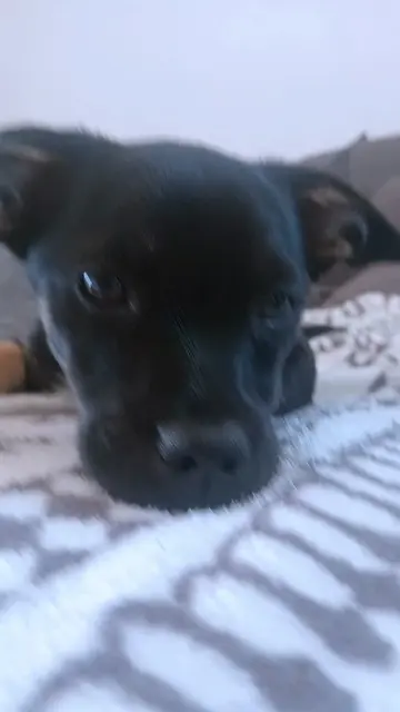 Wypad po warzywa 🥒🍅🐶 ​Lusia leżała na łóżku jakaś taka smutna i zrezygnowana.