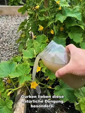 Dieser einfache Trick lässt deine Gurken explodieren! 🥒🌱 Der beste Dünger aus 