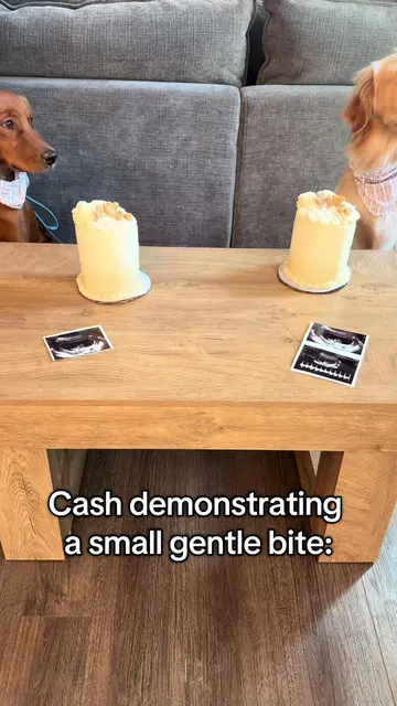 Table Manners by Cash launching soon #dogsoftiktok #goldenretriever 