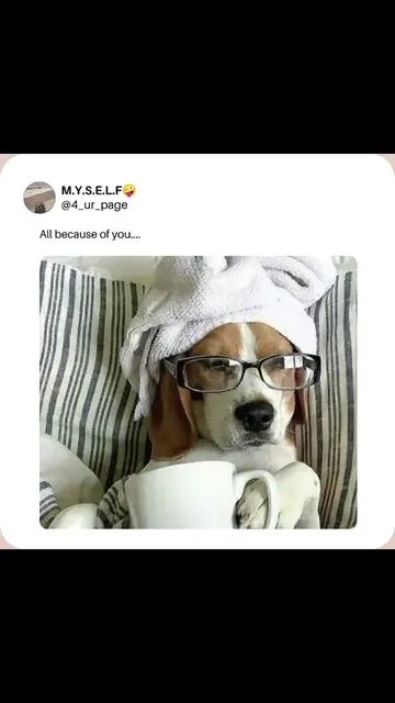 All because of you 😂😂 #ckay #dogsmemes #viral #lyrics #fyp 