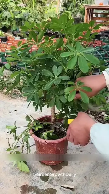 How to Make a Schefflera Grow Bushier. Schefflera Umbrella Tree Schefflera Care 
