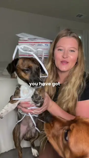 I spent $200 on my dogs and honestly… they are more spoiled than me! 📦 Which fi