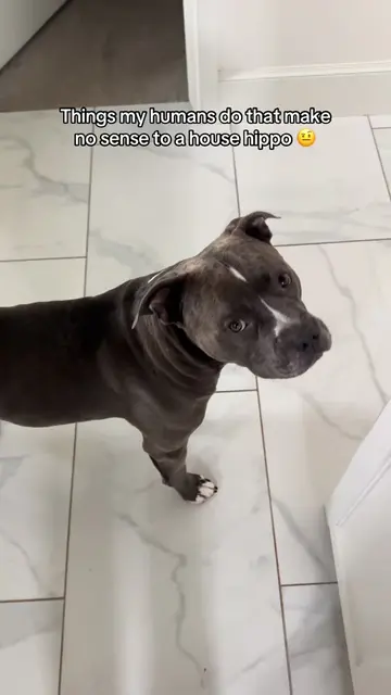 Who’s with me? #dogtok #dogsoftikok #dogparents #pitbulls #househippo 