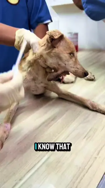 Adolf was turned away by several dog groomers after biting once in the past. 💔 
