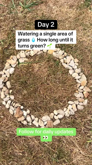 Watering a single area of grass everyday until it turns green 🌱 follow for dail