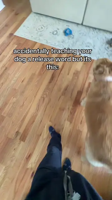 She’s very strict about her release words 😂  #goldenretriever #goldenretrieverl