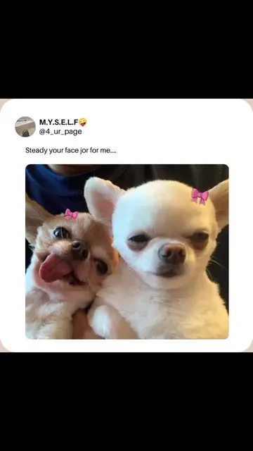 my baby bad my baby boo ❤️🫠 #fave #fyp #lyrics #dogsmemes #viral @FAVE 
