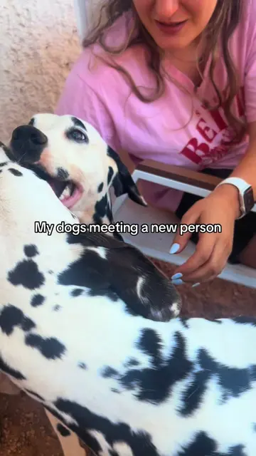 When your dogs make a better first impression than you do 😂🐾❤️ #dalmatian #hel